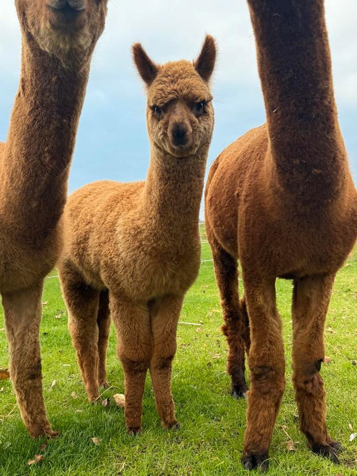 Alpaca hengst, Dieren en Toebehoren, Overige Dieren, Mannelijk, Juni