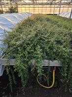 Cotoneaster suesicus Coral Beauty, Ophalen, Bodembedekkers, Volle zon, Vaste plant