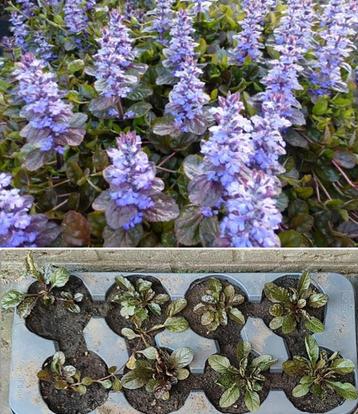 Ajuga Reptans vlinders bijen vaste plant bodembedekker beschikbaar voor biedingen
