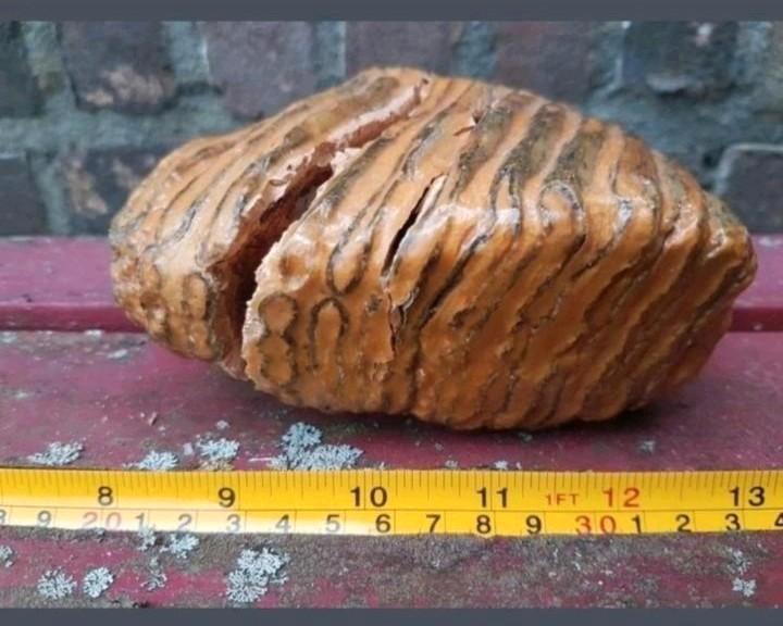 Mammoet kies mammuthus kies kaak Pleistoceen kiezen wolharig, Verzamelen, Mineralen en Fossielen, Fossiel, Ophalen of Verzenden