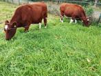Brandrode runderen, Dieren en Toebehoren, Runderen, Vrouwelijk, 0 tot 2 jaar