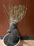 Mestoklema elatum white flower, caudex, succulent, plant, Verzenden, Halfschaduw, Minder dan 100 cm