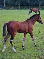 Te koop prachtig welsh hengstveulen, Dieren en Toebehoren, Pony's, Hengst, Recreatiepony, 0 tot 2 jaar
