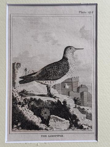 1812 - ets - Strandloper / Sandpiper beschikbaar voor biedingen