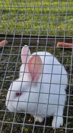 Wit konijn, Vrouwelijk