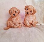 Toypoedel pups 1 teefje, 1 reutje, Dieren en Toebehoren, Honden | Chihuahua's en Gezelschapshonden, Poedel, Rabiës (hondsdolheid)