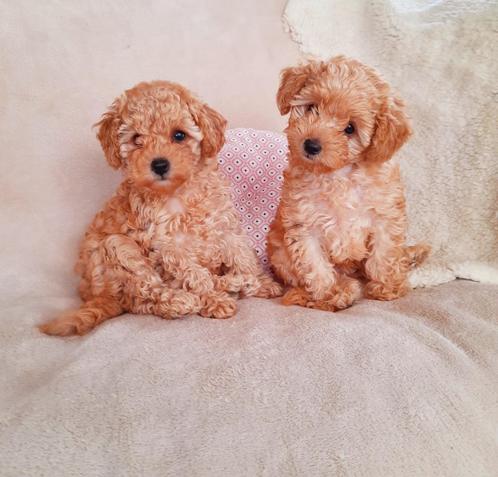 Toypoedel pups 1 teefje, 1 reutje, Dieren en Toebehoren, Honden | Chihuahua's en Gezelschapshonden, Meerdere dieren, Poedel, Particulier