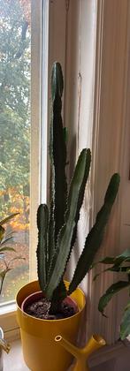 Grote Euphorbia ‘cowboy cactus’, Huis en Inrichting, Kamerplanten, Ophalen, 100 tot 150 cm, Cactus, Volle zon