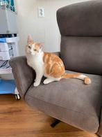 Twee katers lief, gecastreerd, gechipt, gevaccineerd, enz, Dieren en Toebehoren, Katten en Kittens | Overige Katten, Kater, Kortharig