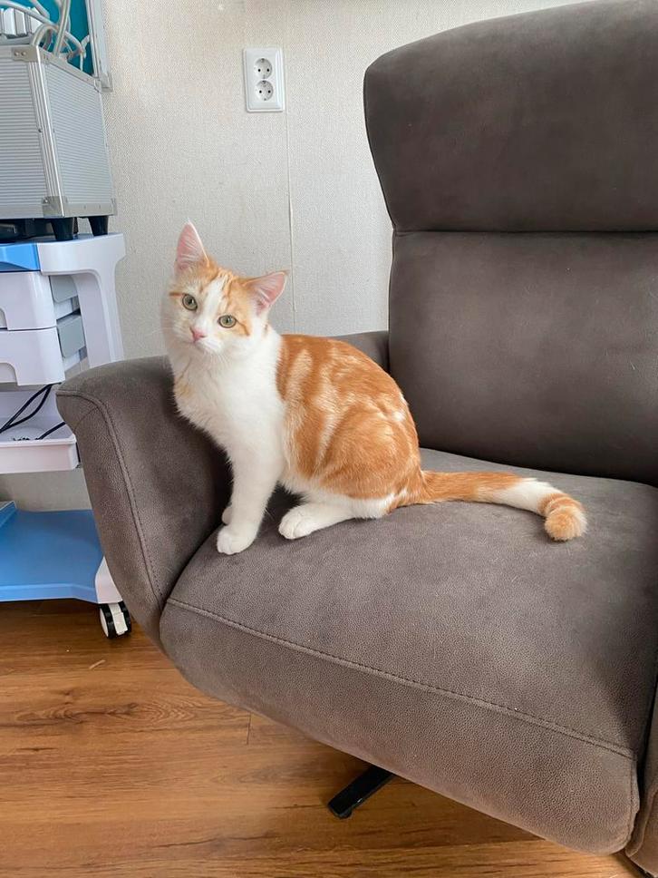 Twee katers lief, gecastreerd, gechipt, gevaccineerd, enz, Dieren en Toebehoren, Katten en Kittens | Overige Katten, Kortharig