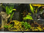 Compleet ciano aquarium 201 L, Dieren en Toebehoren, Vissen | Aquaria en Toebehoren, Ophalen, Zo goed als nieuw, Gevuld zoetwateraquarium
