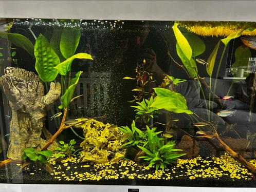 Compleet ciano aquarium 201 L, Dieren en Toebehoren, Vissen | Aquaria en Toebehoren, Zo goed als nieuw, Gevuld zoetwateraquarium