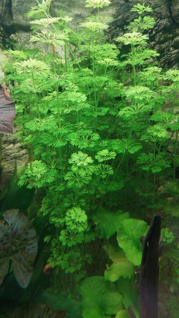 Limnophila Sessiliflora - aquariumplant beschikbaar voor biedingen