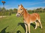 Mooie 2,5 jarige haflinger ruin, Dieren en Toebehoren, Paarden, Minder dan 160 cm, Gechipt, Ruin, Dressuurpaard