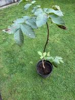 Walnoten boom, Ophalen, Overige soorten, Volle zon