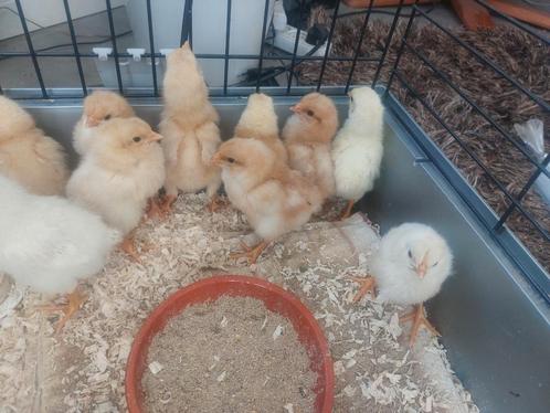 Kip kuikens Welsumer Barnevelder Lohmann mix legkip, Dieren en Toebehoren, Pluimvee, Kip, Geslacht onbekend