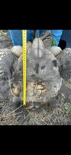 Prachtige grote sporenschildpadden/ sulcata's, Dieren en Toebehoren, Amfibie