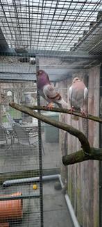 Te koop Gelderse slenken, Dieren en Toebehoren, Vogels | Duiven, Meerdere dieren, Overige soorten