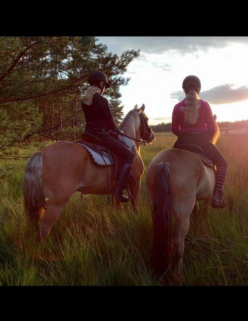 Lease/ verzorg paard gezocht - leaser/verzorger aangeboden, Dieren en Toebehoren, Paarden en Pony's | Verzorgingsproducten, Zo goed als nieuw