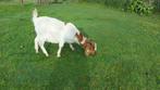 Boergeit met stamboek, Dieren en Toebehoren, Schapen, Geiten en Varkens, Vrouwelijk, 0 tot 2 jaar, Geit