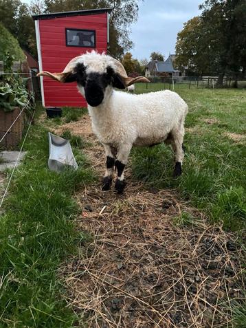 Walliser schwarznase ram beschikbaar voor biedingen
