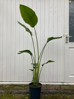 Strelitzia Nicolai - Paradijsvogelplant 160 cm, Tuin en Terras, Planten | Tuinplanten, Volle zon, Vaste plant, Bloeit niet, Ophalen