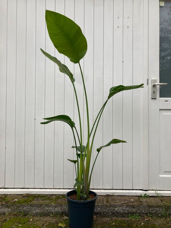 Strelitzia Nicolai - Paradijsvogelplant 160 cm, Tuin en Terras, Planten | Tuinplanten, Vaste plant, Overige soorten, Volle zon