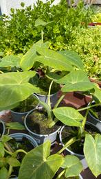 Tajerblad, Tuin en Terras, Planten | Tuinplanten, Ophalen, Volle zon, Groenteplanten, Eenjarig