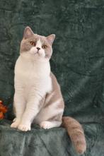 Lilac Bicolor British Shorthair Boy – Playful & Affectionate, Meerdere dieren, Gechipt, 0 tot 2 jaar