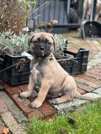 prachtige Bullmastiff pups, Dieren en Toebehoren, Overige rassen, 8 tot 15 weken, CDV (hondenziekte), Meerdere