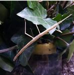 Indische wandelende takken, Wandelende tak