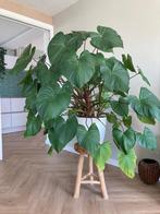 HOMALOMENA RUBESCENS MAGGY XXL kamerplant op hydrocultuur, Huis en Inrichting, Kamerplanten, Overige soorten, Halfschaduw, Ophalen