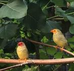 Koppeltje Binsenastrildes, Dieren en Toebehoren, Vogels | Overige Vogels, Meerdere dieren, Tropenvogel