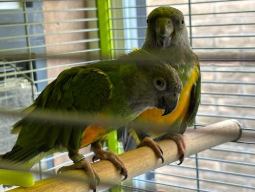 Mooie Bonte Boer man + (binnen) voliere, Dieren en Toebehoren, Vogels | Parkieten en Papegaaien, Papegaai, Mannelijk, Geringd