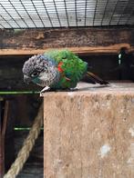 Te koop 4 Phyrrhura's | Verschillende kleuren |, Meerdere dieren, Parkiet