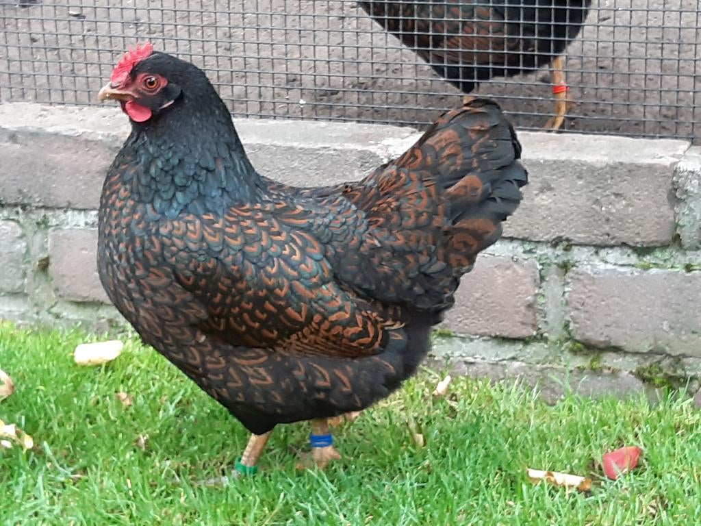 Broedeieren Barnevelder Kriel - Dubbelgezoomd, Dieren en Toebehoren, Pluimvee, Geslacht onbekend, Kip