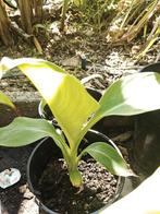 Ensete superbum, Overige soorten, Volle zon, Vaste plant, Ophalen of Verzenden