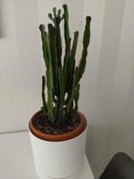 Euphorbia cactus in pot, Volle zon, Vaste plant, Bloeit niet, Ophalen