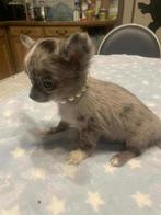Chihuahua-pups t.cup & mini raszuiver zeer mooi kleintjes !, Rabiës (hondsdolheid), 8 tot 15 weken, Meerdere, Meerdere dieren