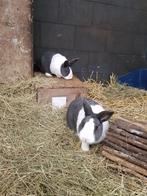 Huisje gezocht voor koppel Hollanders, Dieren en Toebehoren, Konijnen, Meerdere dieren
