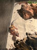 Luipaardgekko’s, Dieren en Toebehoren, Reptielen en Amfibieën, Hagedis, Tam, 0 tot 2 jaar