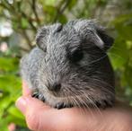 Cavia beertje zilveragouti TDD, Dieren en Toebehoren, Cavia, Juni, Mannelijk, Tam