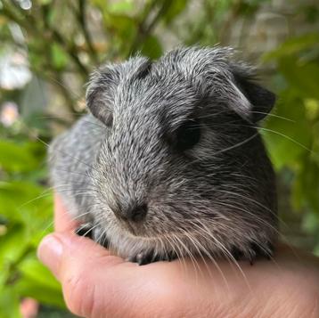 Cavia beertje zilveragouti TDD beschikbaar voor biedingen