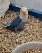 Te koop fischerie blauw opaline/ pale fallow, Dieren en Toebehoren, Vrouwelijk, Dwergpapegaai of Agapornis, Geringd