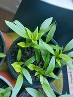 RUILEN! paprika plantjes, Zomer, Ophalen of Verzenden, Groenteplanten, Eenjarig