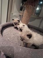 Regdoll kittens🤗, Dieren en Toebehoren, Katten en Kittens | Raskatten | Langhaar, Kater