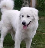 MAREMMA TEEF 1 JAAR, Dieren en Toebehoren, Honden | Herdershonden en Veedrijvers, België, Particulier, Rabiës (hondsdolheid), 1 tot 2 jaar
