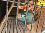 Kakariki man van ongeveer een jaar, Dieren en Toebehoren, Mannelijk, Parkiet, Tam