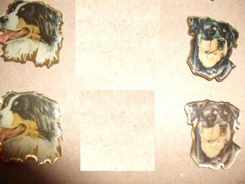 Honden pins berner senner, westi, rottweiler beschikbaar voor biedingen