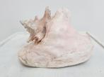 roze vleugelhoorn schelp, Verzamelen, Mineralen en Fossielen, Ophalen of Verzenden, Schelp(en)